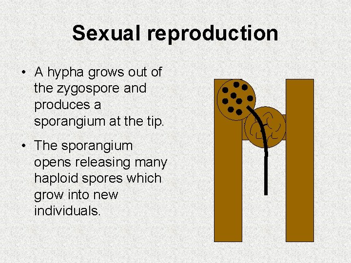 Sexual reproduction • A hypha grows out of the zygospore and produces a sporangium