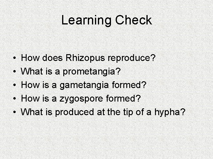 Learning Check • • • How does Rhizopus reproduce? What is a prometangia? How