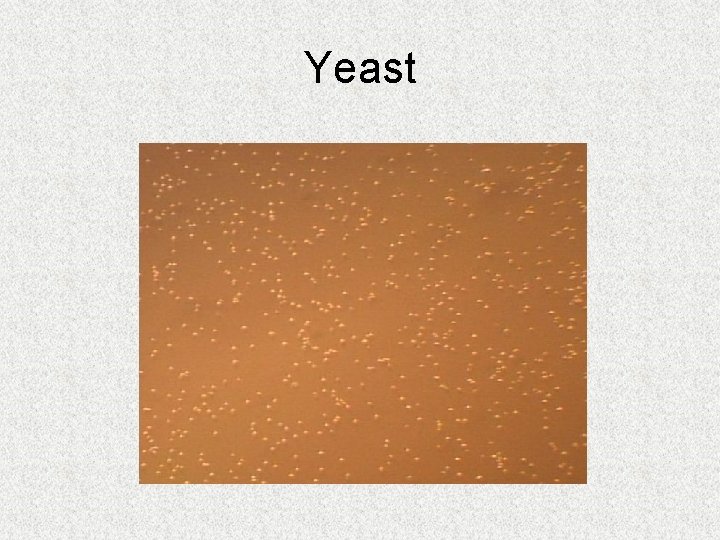 Yeast Yeast