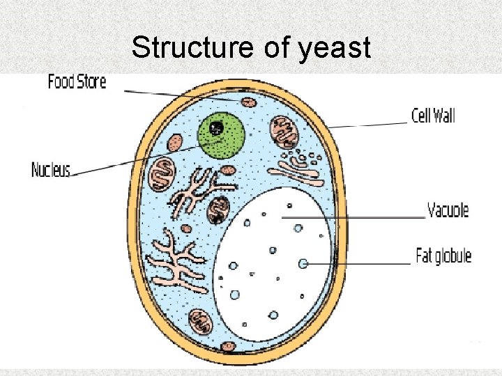 Structure of yeast Structure of yeast