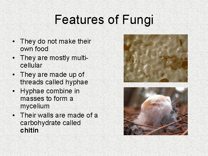 Features of Fungi • They do not make their own food • They are