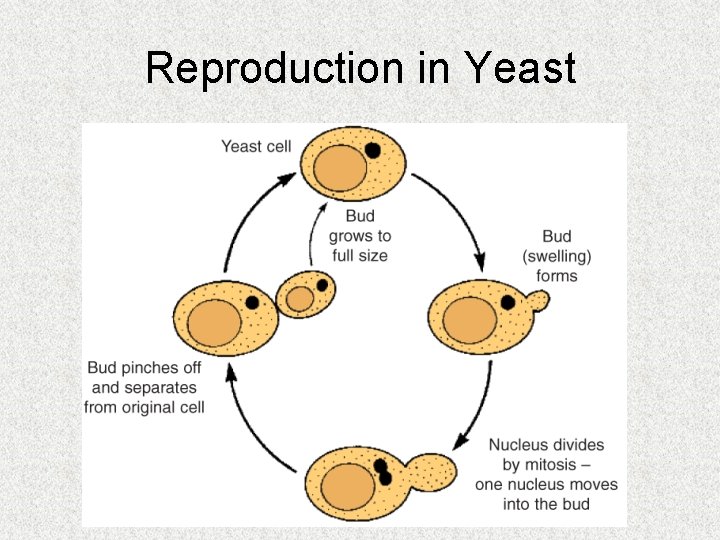 Reproduction in Yeast Reproduction in Yeast