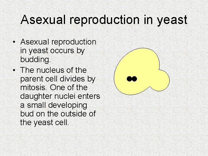 Asexual reproduction in yeast • Asexual reproduction in yeast occurs by budding. • The