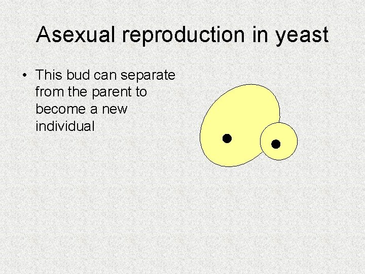 Asexual reproduction in yeast • This bud can separate from the parent to become