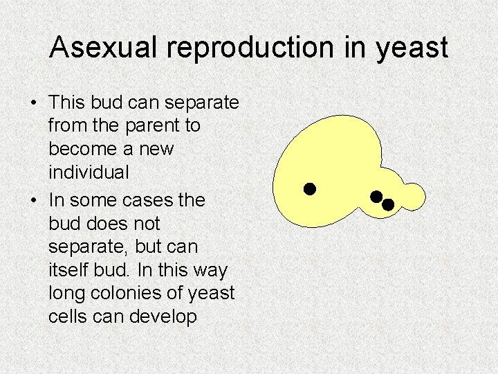 Asexual reproduction in yeast • This bud can separate from the parent to become Asexual reproduction in yeast • This bud can separate from the parent to become