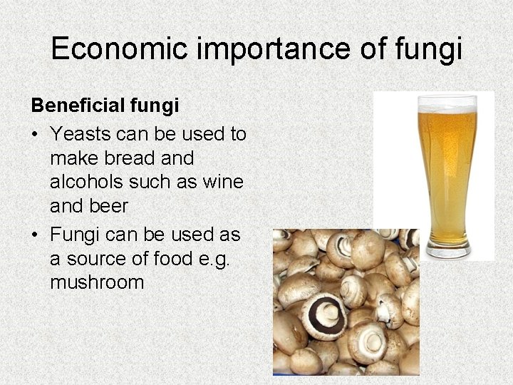 Economic importance of fungi Beneficial fungi • Yeasts can be used to make bread