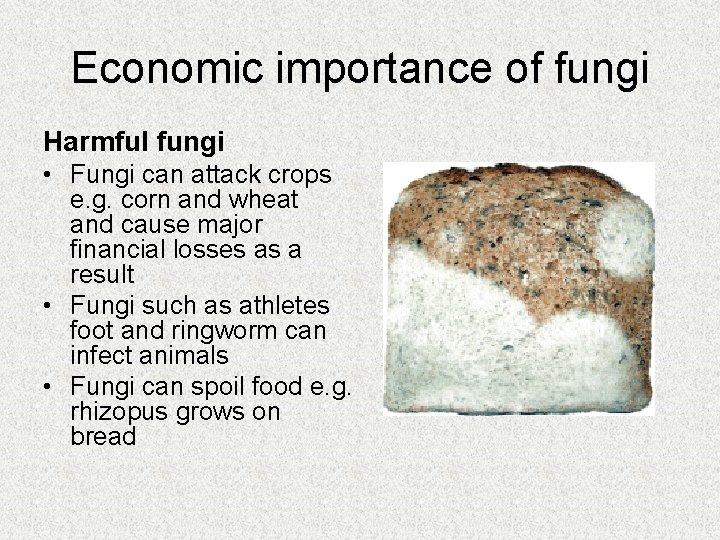 Economic importance of fungi Harmful fungi • Fungi can attack crops e. g. corn Economic importance of fungi Harmful fungi • Fungi can attack crops e. g. corn