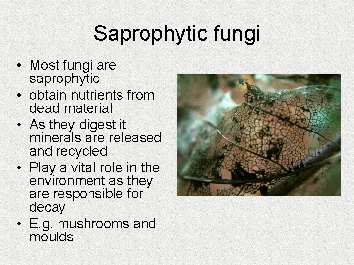 Saprophytic fungi • Most fungi are saprophytic • obtain nutrients from dead material • Saprophytic fungi • Most fungi are saprophytic • obtain nutrients from dead material •