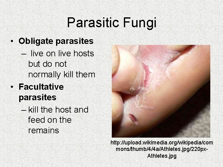 Parasitic Fungi • Obligate parasites – live on live hosts but do not normally