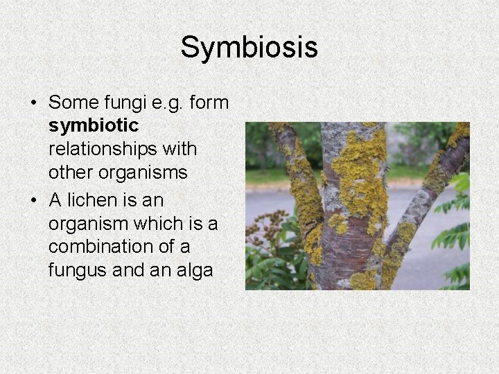 Symbiosis • Some fungi e. g. form symbiotic relationships with other organisms • A