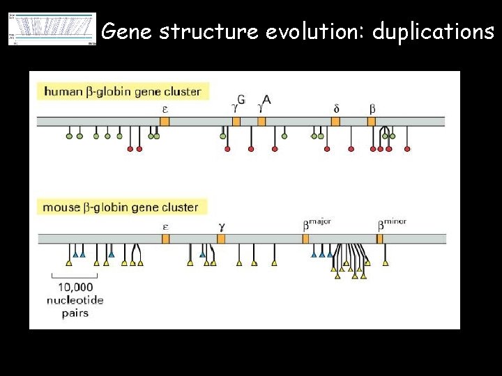 Gene structure evolution: duplications 