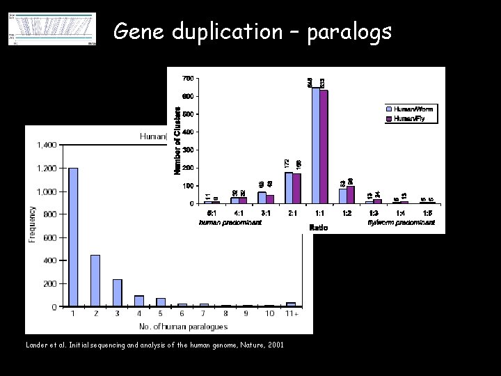 Gene duplication – paralogs Lander et al. Initial sequencing and analysis of the human