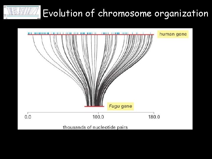 Evolution of chromosome organization 