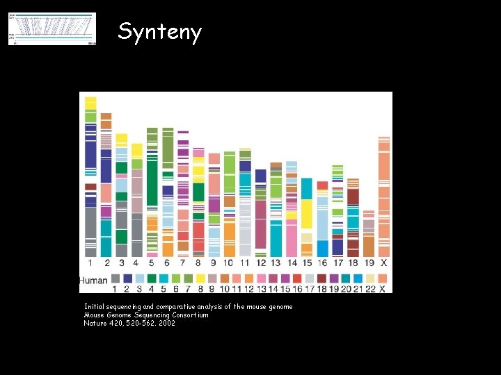 Synteny Initial sequencing and comparative analysis of the mouse genome Mouse Genome Sequencing Consortium