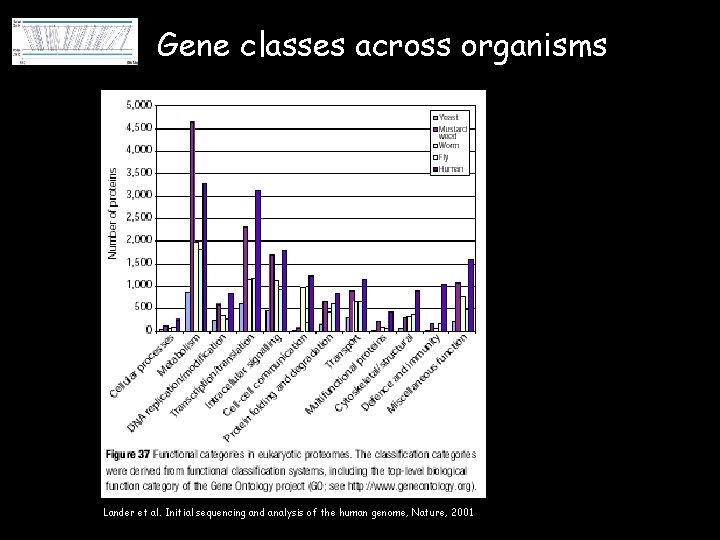 Gene classes across organisms Lander et al. Initial sequencing and analysis of the human