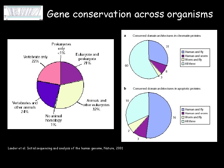 Gene conservation across organisms Lander et al. Initial sequencing and analysis of the human