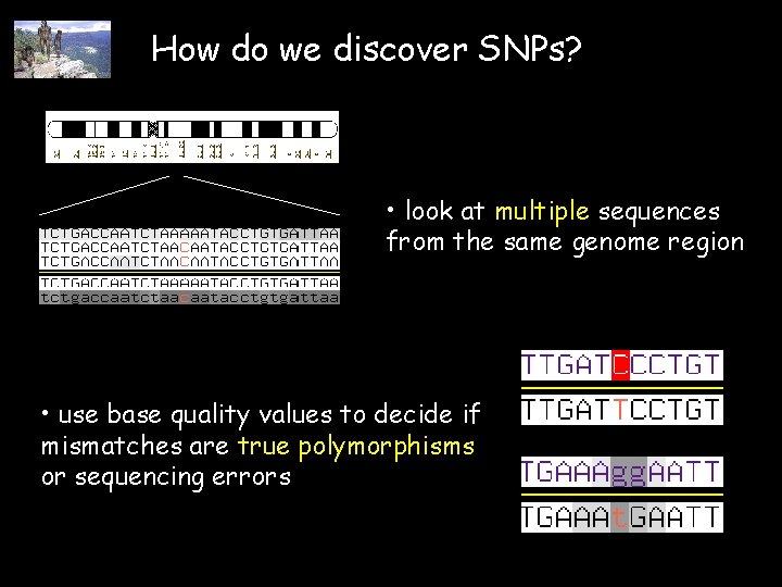 How do we discover SNPs? • look at multiple sequences from the same genome