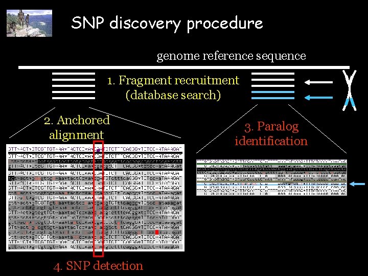 SNP discovery procedure genome reference sequence 1. Fragment recruitment (database search) 2. Anchored alignment