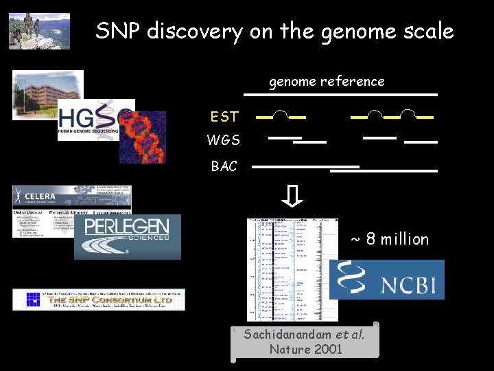 SNP discovery on the genome scale genome reference EST WGS BAC ~ 8 million