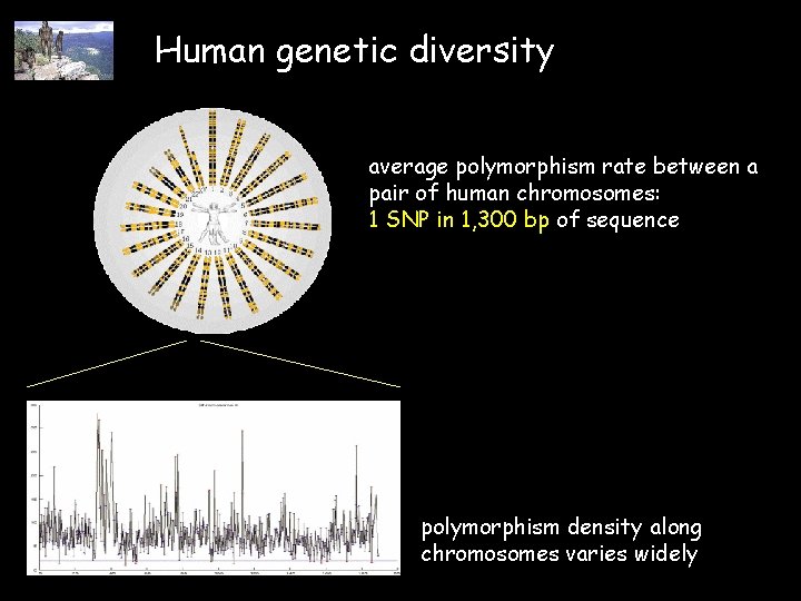 Human genetic diversity average polymorphism rate between a pair of human chromosomes: 1 SNP