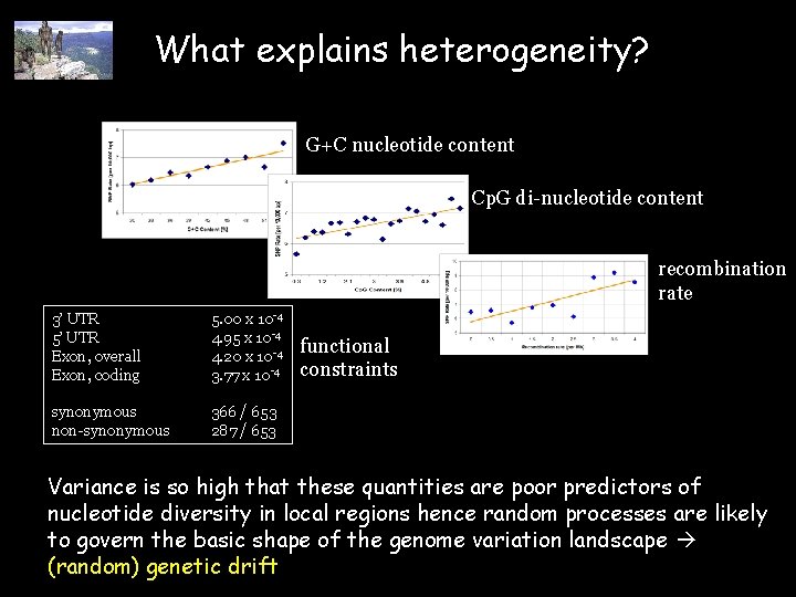 What explains heterogeneity? G+C nucleotide content Cp. G di-nucleotide content recombination rate 3’ UTR