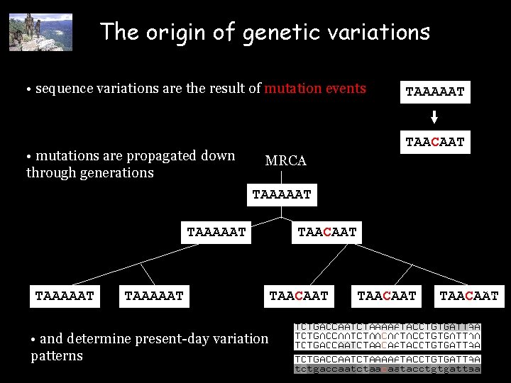 The origin of genetic variations • sequence variations are the result of mutation events