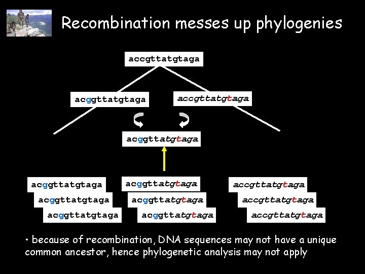 Recombination messes up phylogenies accgttatgtaga acggttatgtaga acggttatgtaga accgttatgtaga • because of recombination, DNA sequences