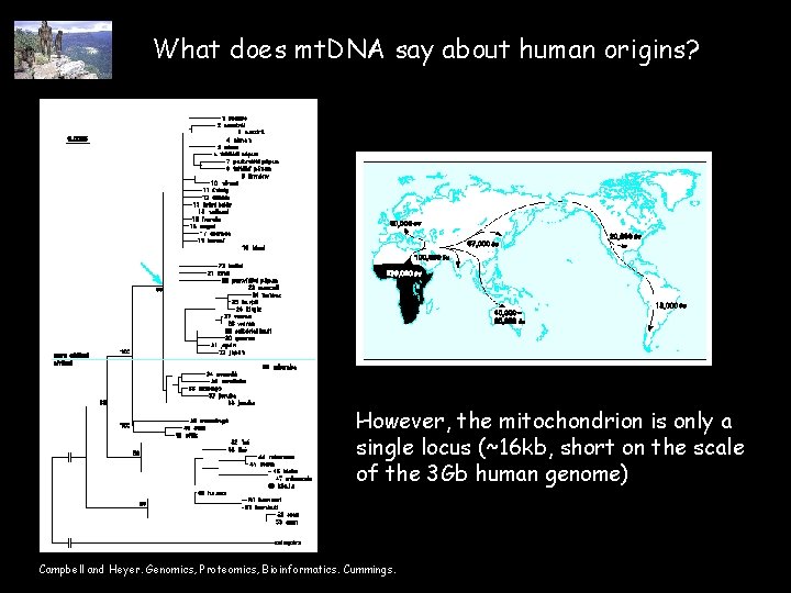 What does mt. DNA say about human origins? However, the mitochondrion is only a