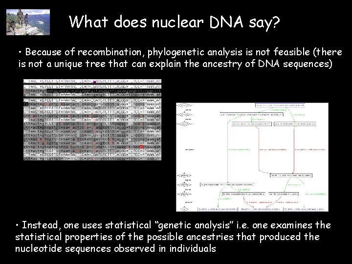 What does nuclear DNA say? • Because of recombination, phylogenetic analysis is not feasible