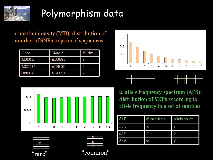 Polymorphism data 1. marker density (MD): distribution of number of SNPs in pairs of