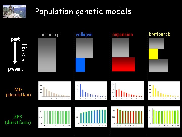 Population genetic models stationary past history present MD (simulation) AFS (direct form) collapse expansion