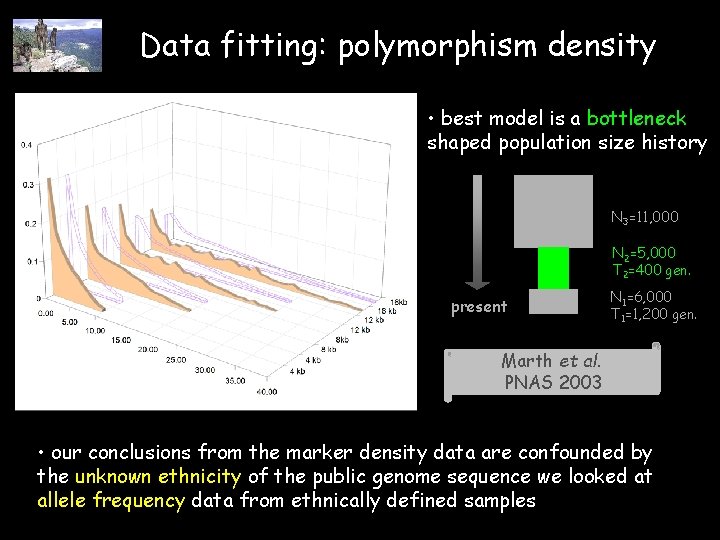 Data fitting: polymorphism density • best model is a bottleneck shaped population size history