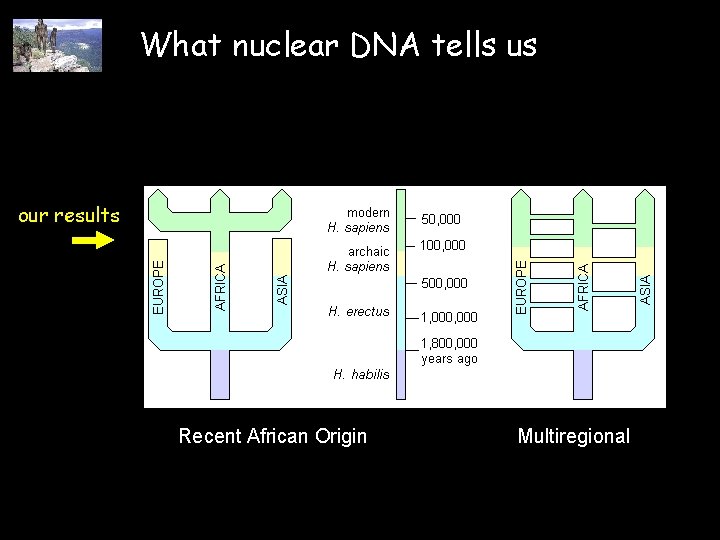 What nuclear DNA tells us our results Recent African Origin Multiregional 