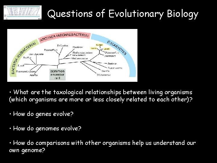 Questions of Evolutionary Biology • What are the taxological relationships between living organisms (which
