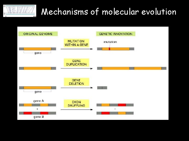 Mechanisms of molecular evolution 