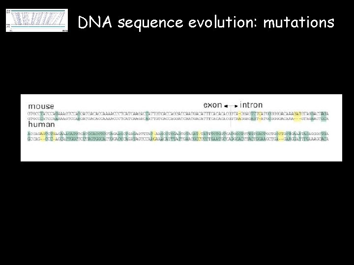 DNA sequence evolution: mutations 