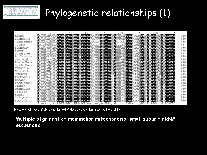 Phylogenetic relationships (1) Higgs and Attwood, Bioinformatics and Molecular Evolution, Blackwell Publishing Multiple alignment