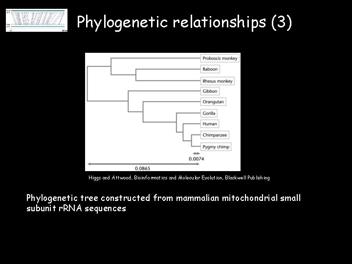 Phylogenetic relationships (3) Higgs and Attwood, Bioinformatics and Molecular Evolution, Blackwell Publishing Phylogenetic tree