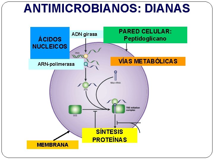 ANTIMICROBIANOS: DIANAS ÁCIDOS NUCLEICOS ADN girasa ARN-polimerasa MEMBRANA PARED CELULAR: Peptidoglicano VÍAS METABÓLICAS SÍNTESIS