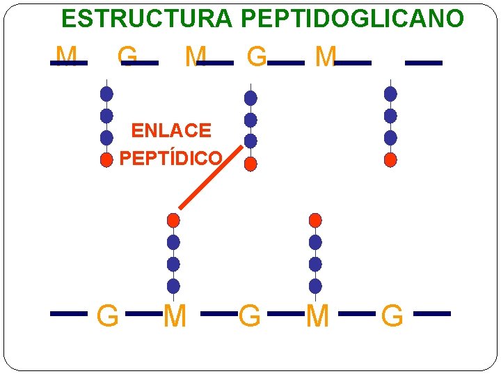 ESTRUCTURA PEPTIDOGLICANO M G M ENLACE PEPTÍDICO G M G 