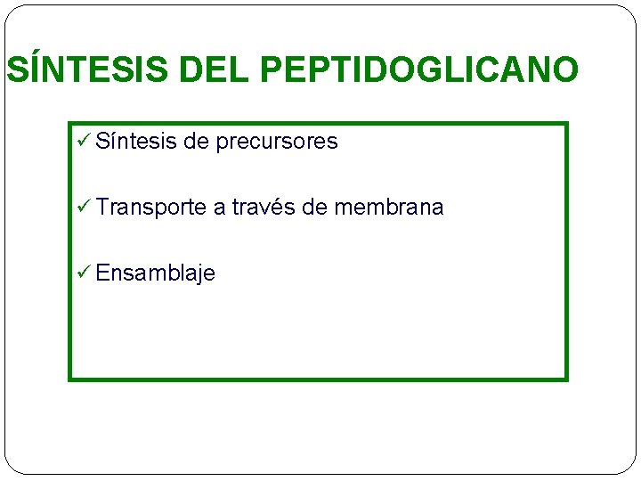 SÍNTESIS DEL PEPTIDOGLICANO ü Síntesis de precursores ü Transporte a través de membrana ü