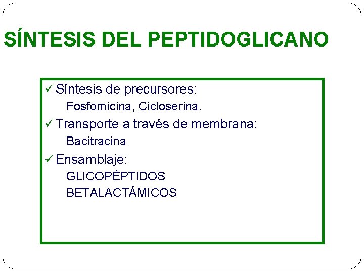 SÍNTESIS DEL PEPTIDOGLICANO ü Síntesis de precursores: Fosfomicina, Cicloserina. ü Transporte a través de