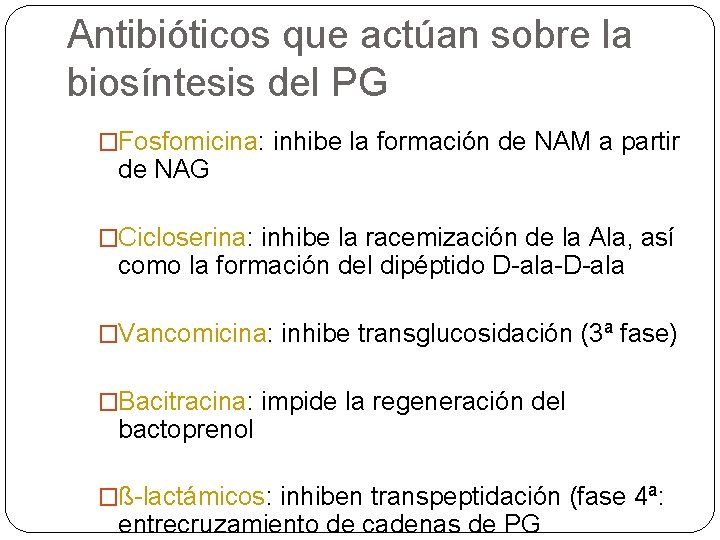 Antibióticos que actúan sobre la biosíntesis del PG �Fosfomicina: inhibe la formación de NAM