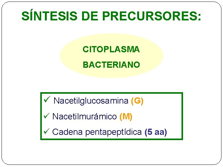 SÍNTESIS DE PRECURSORES: CITOPLASMA BACTERIANO ü Nacetilglucosamina (G) ü Nacetilmurámico (M) ü Cadena pentapeptídica