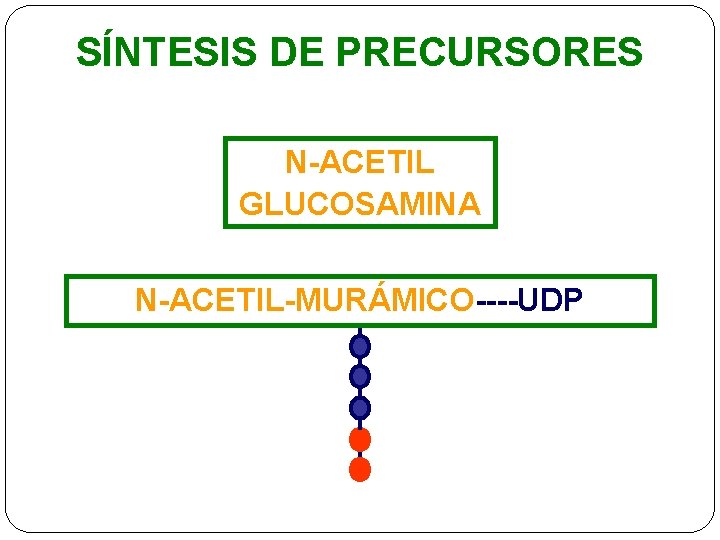 SÍNTESIS DE PRECURSORES N-ACETIL GLUCOSAMINA N-ACETIL-MURÁMICO----UDP 