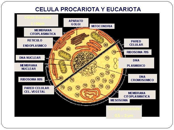 CELULA PROCARIOTA Y EUCARIOTA Célula Eucariota 2 -100µm APARATO GOLGI MITOCONDRIA MEMBRANA CITOPLASMATICA RETICULO