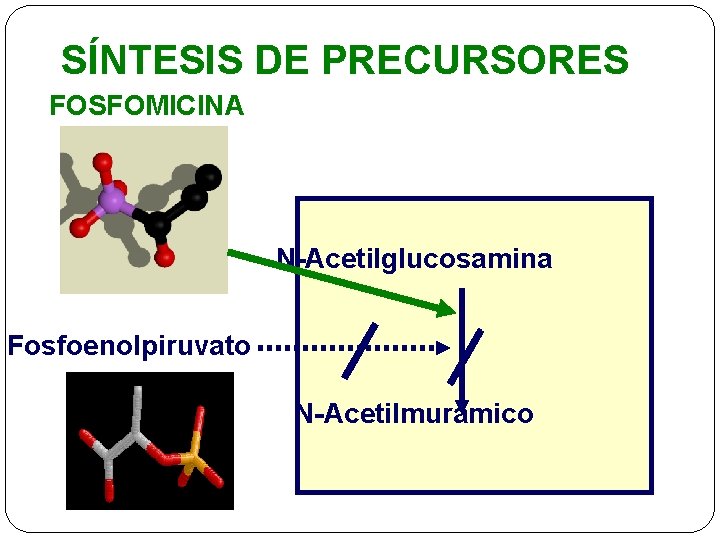 SÍNTESIS DE PRECURSORES FOSFOMICINA N-Acetilglucosamina Fosfoenolpiruvato N-Acetilmurámico 