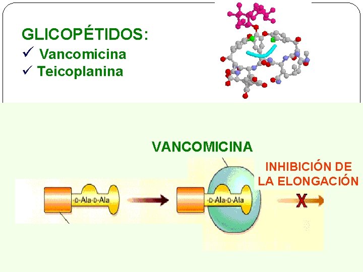 GLICOPÉTIDOS: ü Vancomicina ü Teicoplanina VANCOMICINA INHIBICIÓN DE LA ELONGACIÓN 