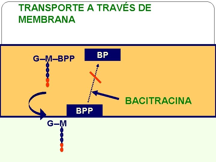 TRANSPORTE A TRAVÉS DE MEMBRANA BP G--M--BPP BACITRACINA BPP G--M 