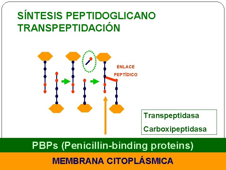 SÍNTESIS PEPTIDOGLICANO TRANSPEPTIDACIÓN ENLACE PEPTÍDICO Transpeptidasa Carboxipeptidasa PBPs (Penicillin-binding proteins) MEMBRANA CITOPLÁSMICA 